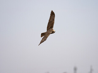 Aguilucho lagunero occidental (Circus aeruginosus)
