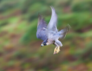 PEREGRINE FALCON (Falco peregrinus)