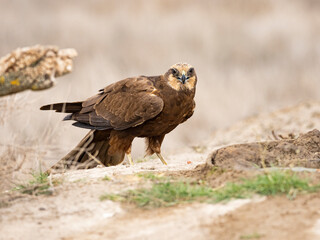 Aguilucho lagunero occidental (Circus aeruginosus)