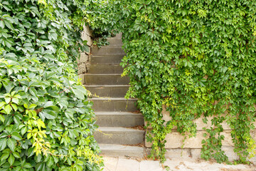 Stairs overgrown with clusters of green wild grapes.