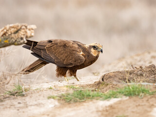 Aguilucho lagunero occidental (Circus aeruginosus)