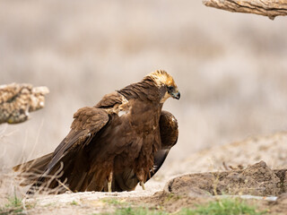 Aguilucho lagunero occidental (Circus aeruginosus)