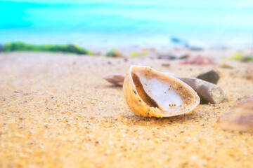 Fototapeta na wymiar Sea shell on the sandy, sunny beach