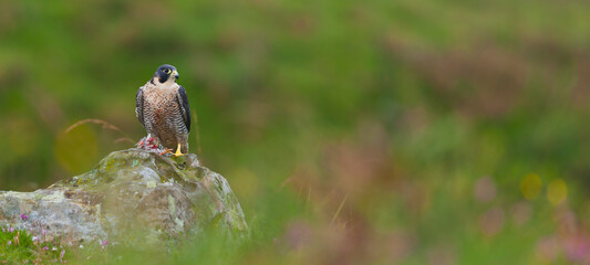 PEREGRINE FALCON (Falco peregrinus)
