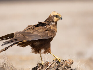 Aguilucho lagunero occidental (Circus aeruginosus)