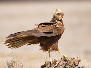 Aguilucho lagunero occidental (Circus aeruginosus)