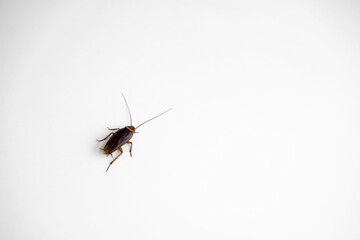 Cockroach on a white kitchen table close up.