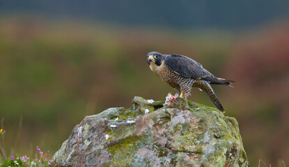 PEREGRINE FALCON (Falco peregrinus)