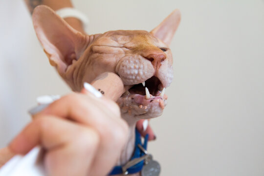 Forced Feeding Of A Sphinx Cat