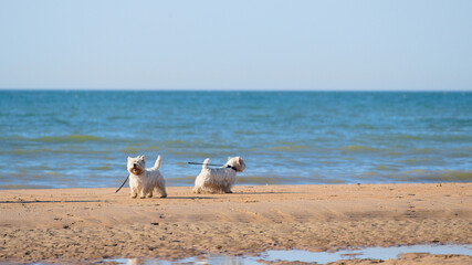 Two beautiful dogs (West Highland white terrier) walking on the beach on a sunny day