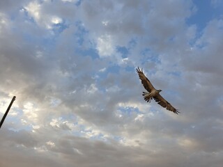 eagle in flight