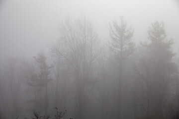 Silhoutte of trees in fog, autumn/winter landscape