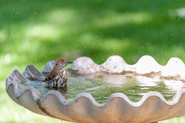 Brown Thrasher Bathing