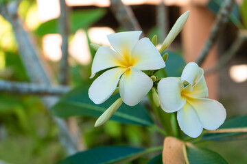 Blooming white frangipani flower in a tropical garden