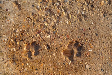 dog footprints on concrete