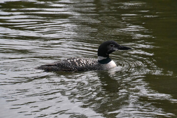 Common Loon