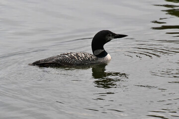 Common Loon