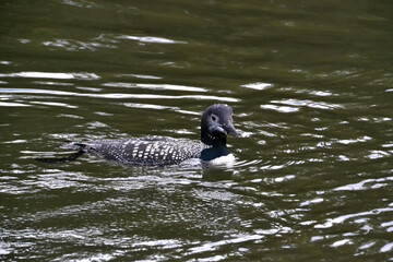 Common Loon