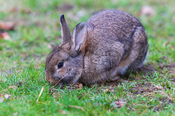 A gray rabbit with long ears bites the grass on a green field.
