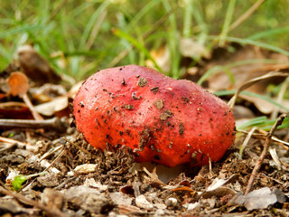 Close up of a specimen of Russula Emetica, (also known as The Sickener or Vomiting Mushroom), breaking through the ground on a woodland path