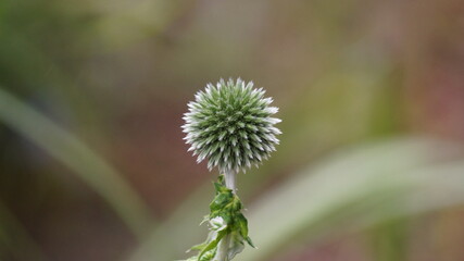 Close up shot of Globe Thistle 