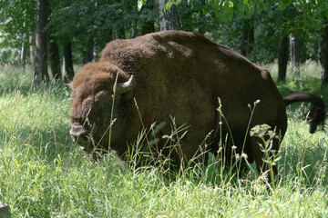 View of wild bison in the forest