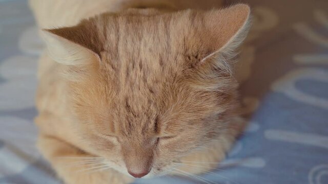 Beautiful red cat, lying and taking a nap on a sofa on a sunny day. Cozy indoor footage.