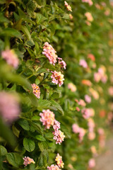 pink and white flower wall