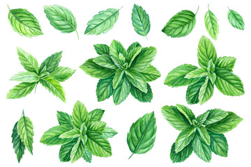 Peppermint leaves, watercolor painting, on isolated background