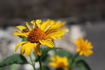 bee on yellow flower