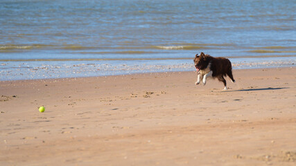 Brown border collie dog at sea playing with a yellow ball on a sunny day