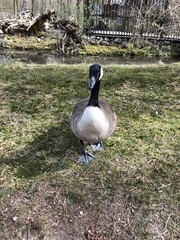 goose in front of a river