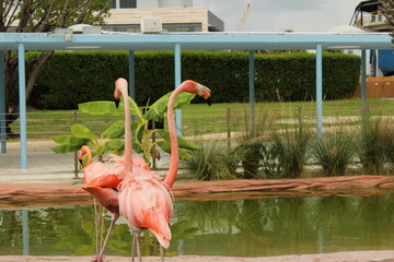 pink flamingos in the zoo