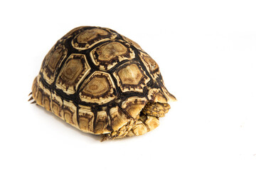 Stigmochelys pardalis - A beautiful, scared leopard tortoise hiding in its shell. Only the legs and nails of the reptile are visible. Its spots on the carapace are a pattern of dark and light brown.