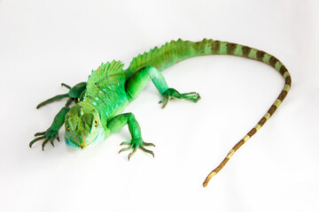 Fototapeta premium Basiliscus plumifrons - An adult green basilisk, also known as double crested basilisk, or Jesus Christ lizard showing off its tail, sitiing on a white background.