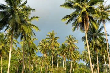 Obraz premium palm grove. Palm trees in the tropical jungle. Symbol of the tropics and warmth