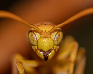 The Wasp Macro Shot