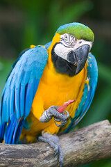 blue and yellow macaw