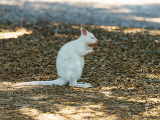 Photography of white kangaroo. Bennett's wallaby in sunny summer. She llooking around attentively. High resolution image.