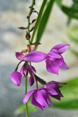 
plants, flowers, red, purple, white, pink