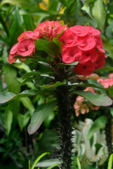 
plants, flowers, red, purple, white, pink