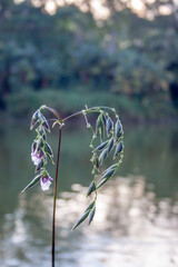 Isolated flower in bud