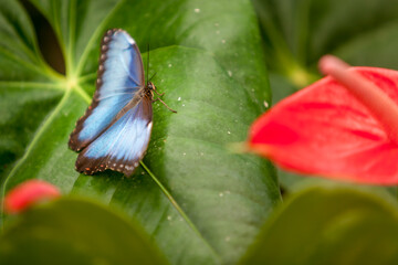 Butterfly on leaf