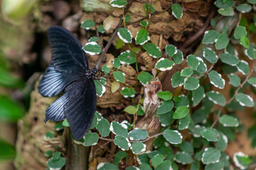 Butterfly on Ivy