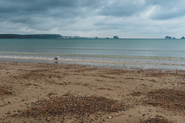 A seagull at the shoreline dipping his feet into the English Channel on the beach at the seaside town of Weymouth in Dorset