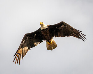 Bald Eagle in flight
