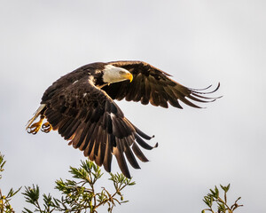 Bald Eagle in flight
