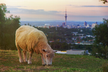 A sheep grazing on Mount Eden, Auckland, New Zealand during sunset. In the background the Sky Tower...