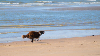Brown border collie dog at sea playing with a yellow ball on a sunny day