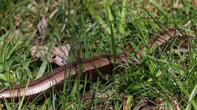 Slow Worm Anguis fragalis. Adult moving through grass. Staffordshire. British Isles